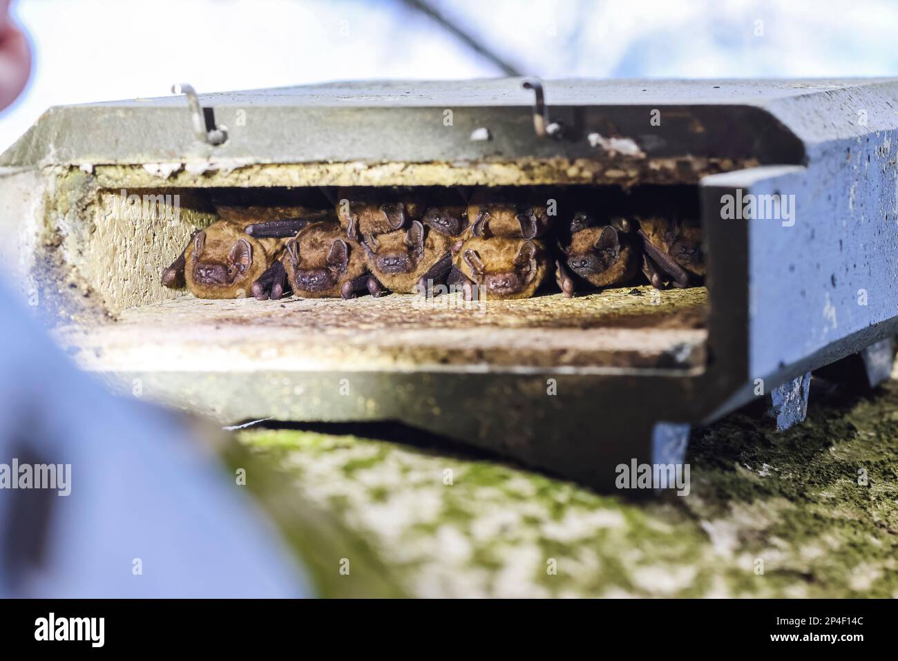 Kropp, Germany. 28th Feb, 2023. Bats of the species "greater evening