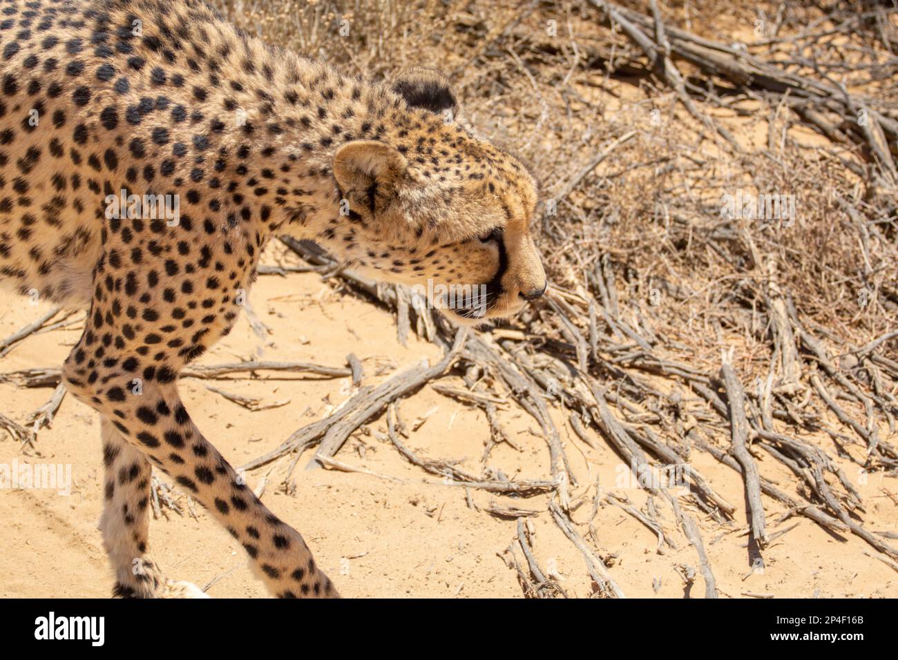 Angled profile of a cheetah Stock Photo