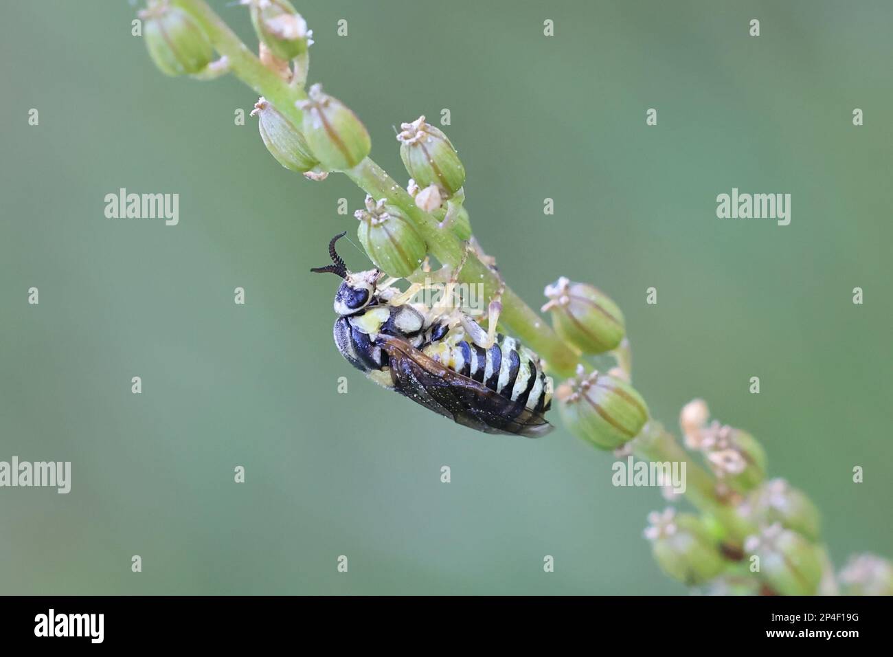 Diprion pini, known as common pine sawfly, a serious pest of economic forestry Stock Photo