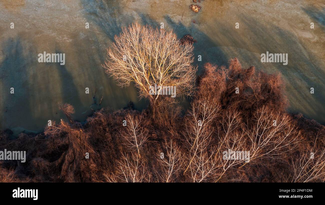 Aerial view of flooded woodland in winter with frozen water surface from drone pov Stock Photo
