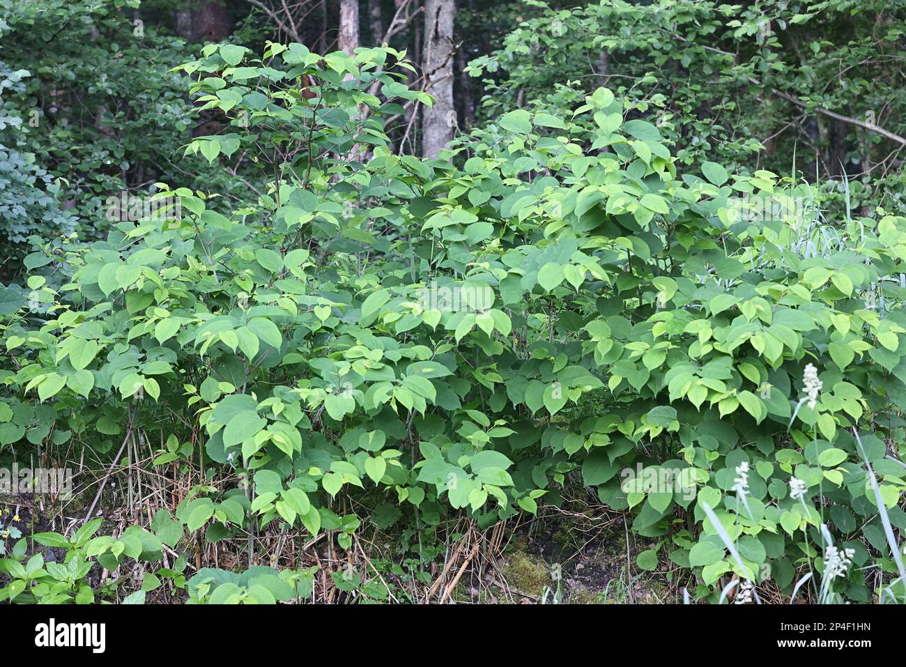 Japanese Knotweed, Reynoutria japonica, also known as American bamboo, Asian knotweed or Crimson beauty, higjly invasive plant from Finland Stock Photo