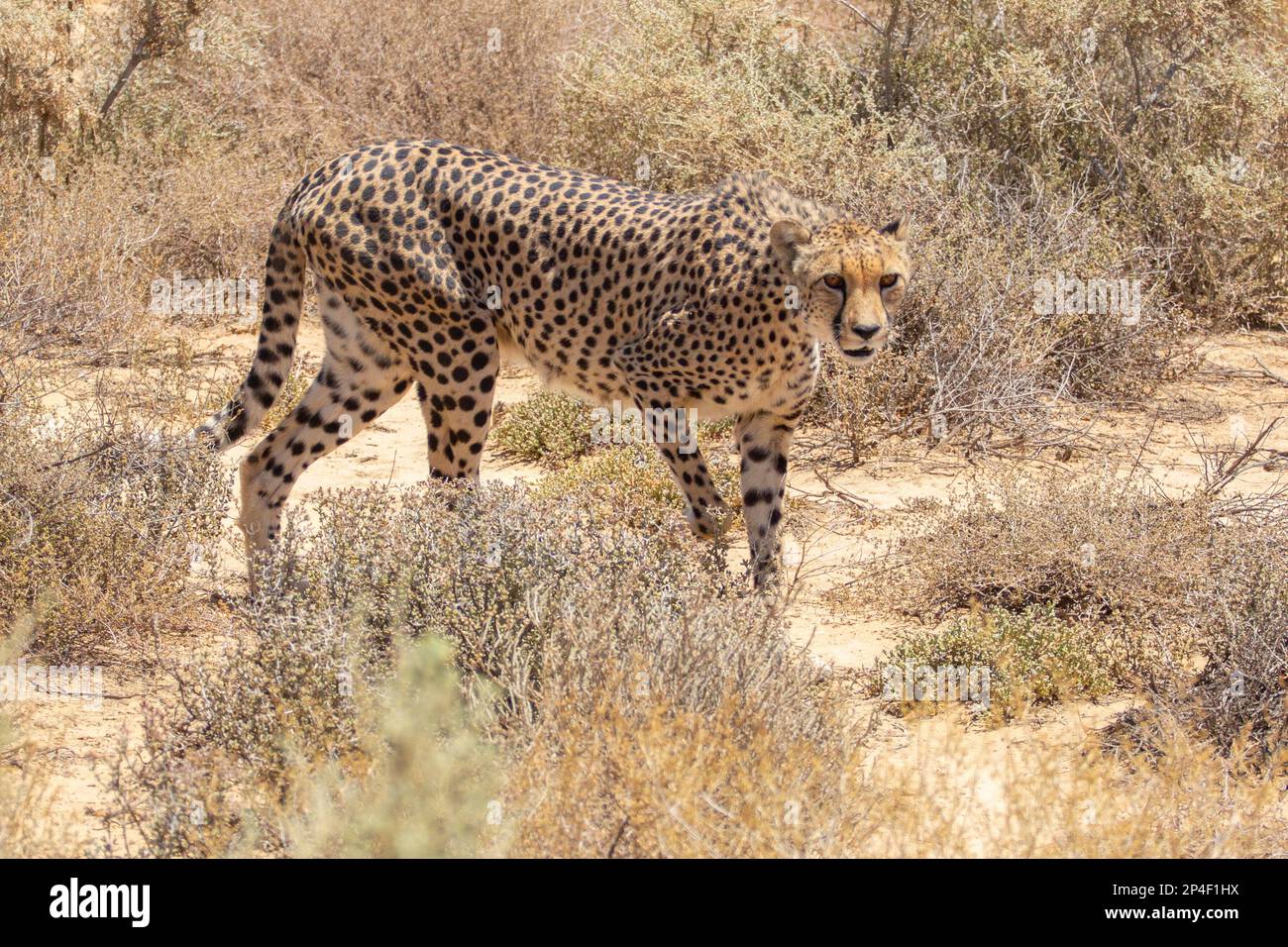 Cheetah in the wild Stock Photo