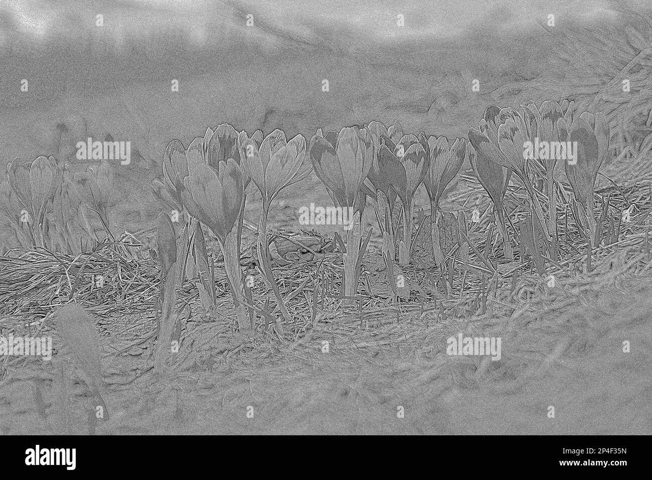 Autumn crocus growing in dry grass engraving hand drawn sketch Stock