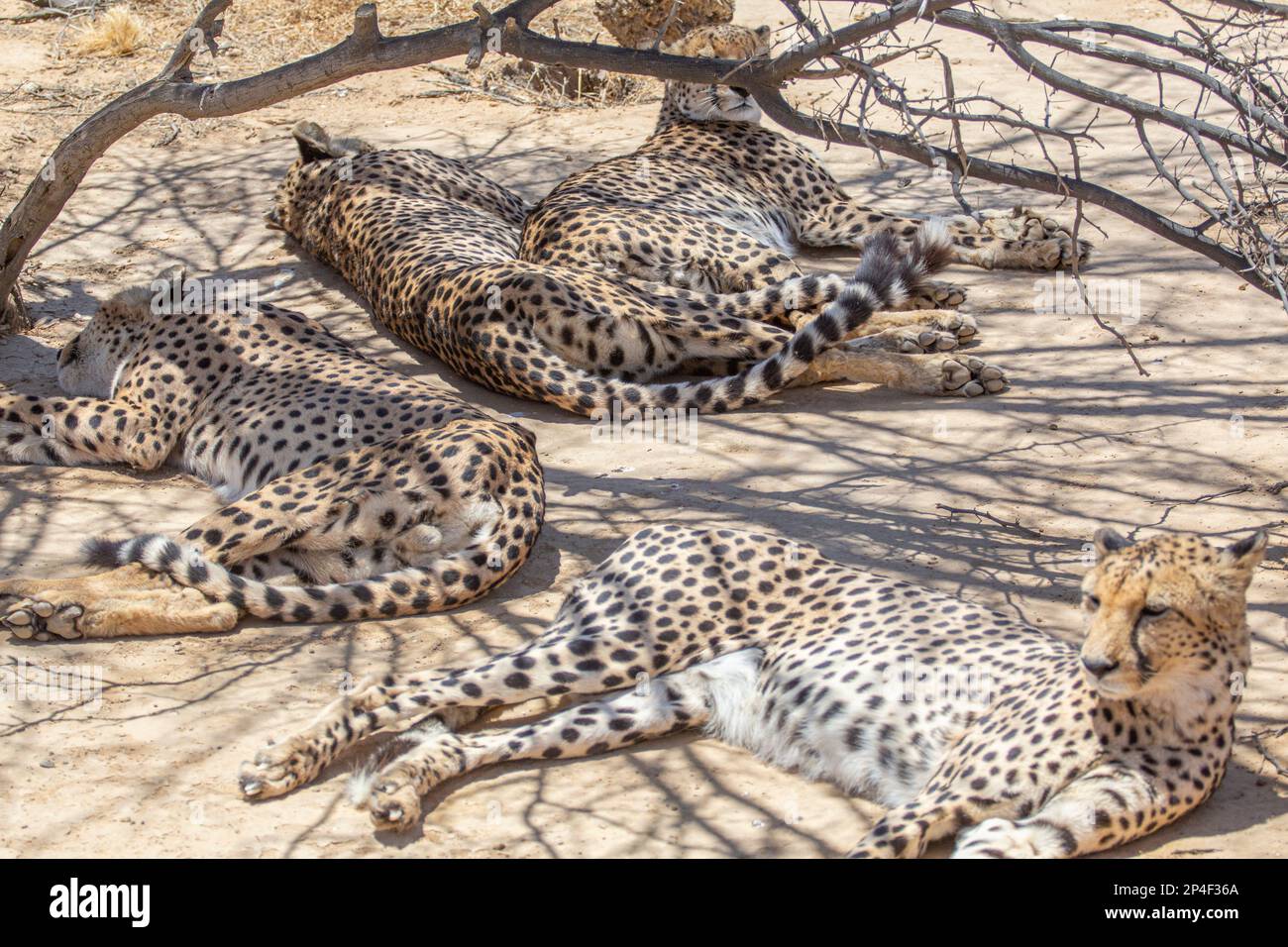 Sleeping cheetahs Stock Photo