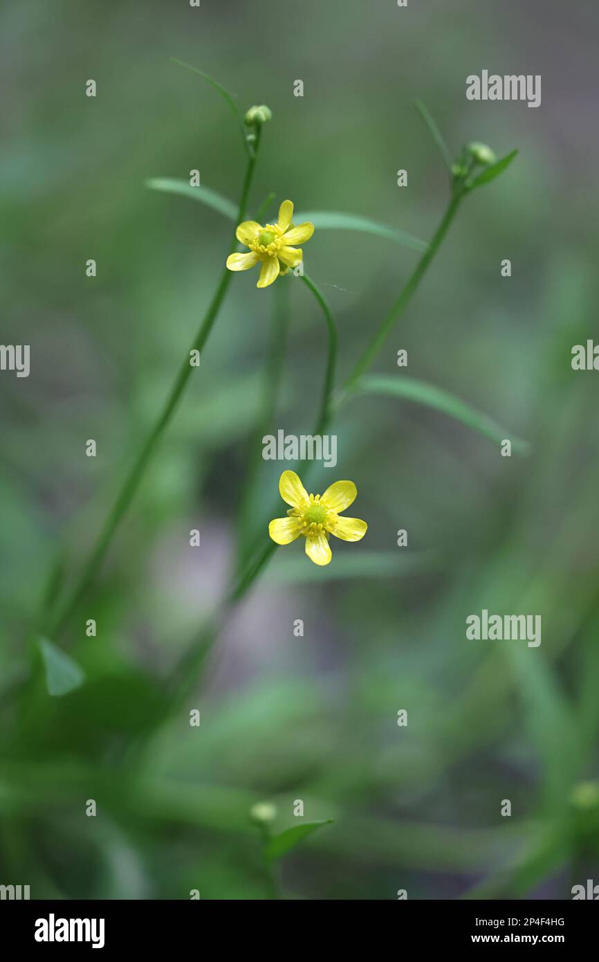 Ranunculus flammula, commonly known as Lesser Spearwort, wild flower from Finland Stock Photo