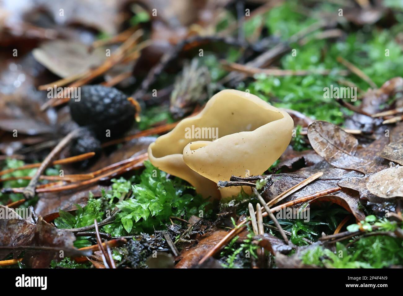 Otidea alutacea, a cup fungus from Finland, no common English name Stock Photo