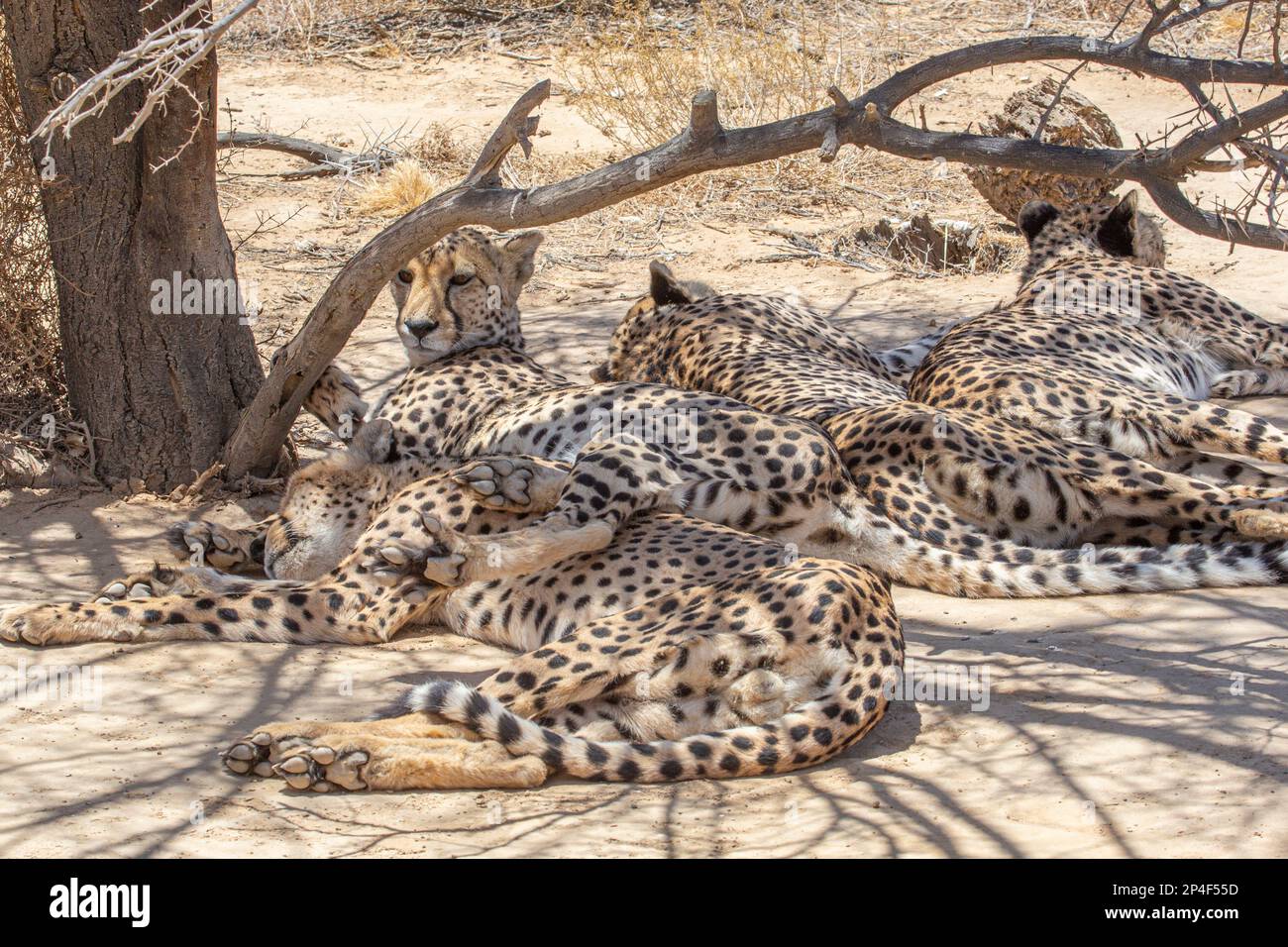 Cheetahs under a tree Stock Photo