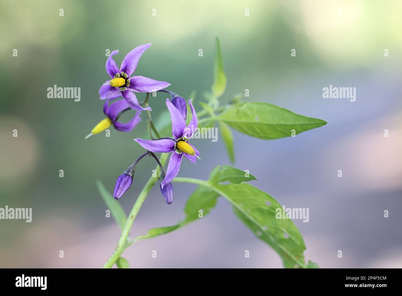 Bittersweet, Solanum dulcamara, known also as Bitter nightshade