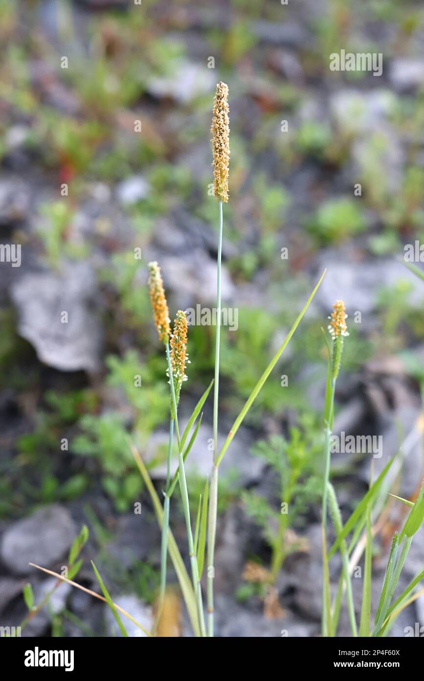 Alopecurus aequalis, commonly known as shortawn foxtail or orange foxtail, wild tussock grass from Finland Stock Photo
