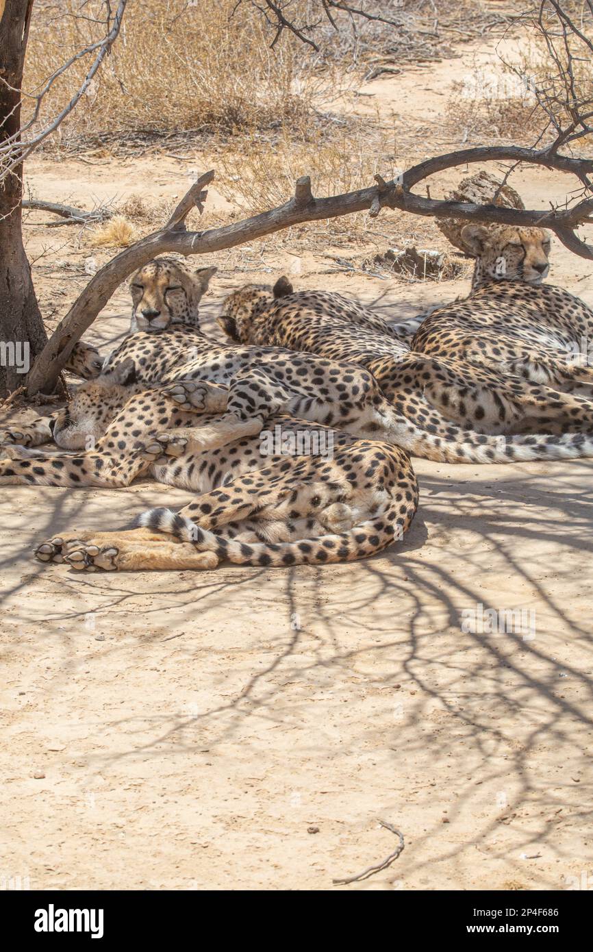 Cheetahs laying under the shade of the tree Stock Photo
