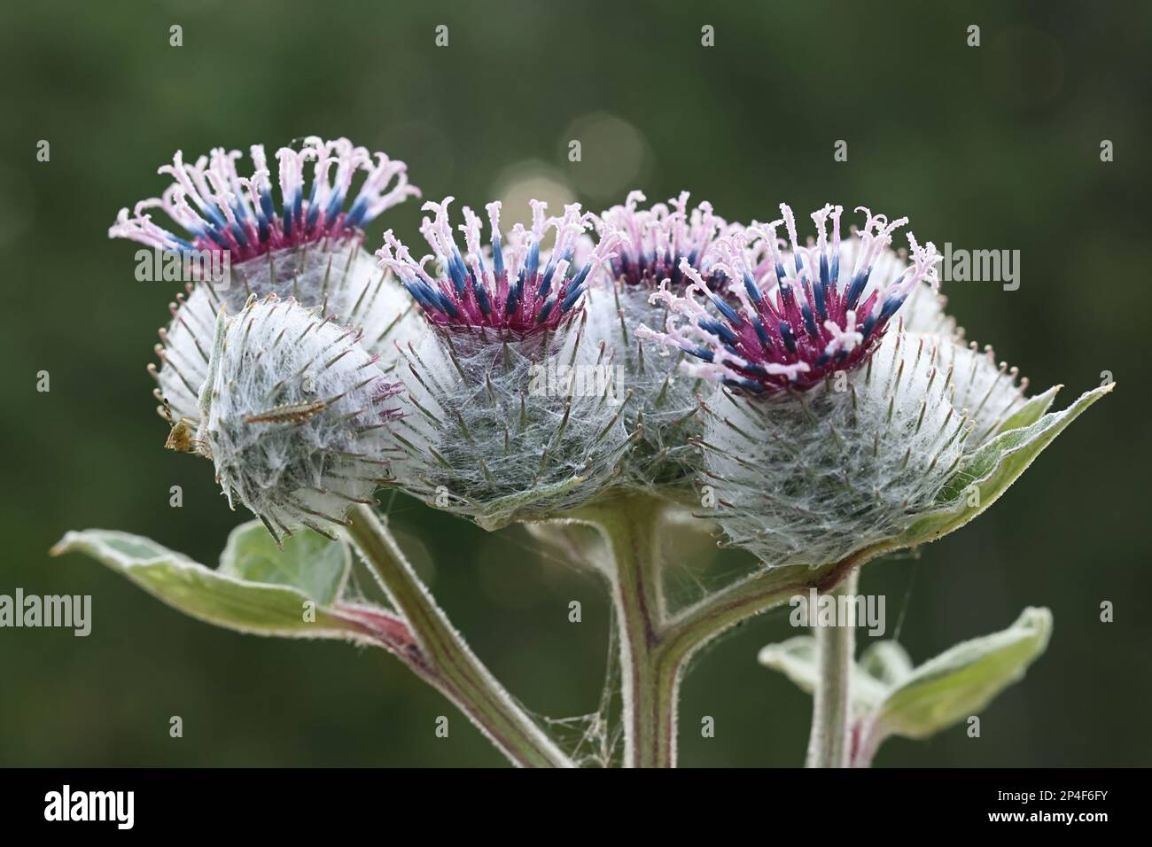 Arctium tomentosum, commonly known as the woolly burdock or downy burdock, wild plant from Finland Stock Photo