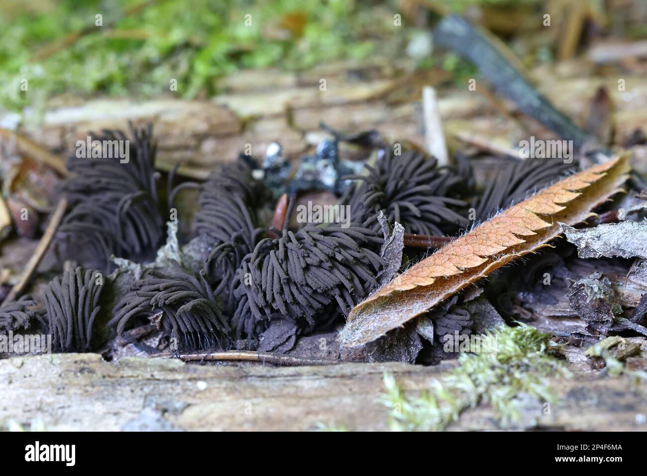 Stemonitis nigrescens, also called Stemonitis fusca var. nigrescens, commonly known as chocolate tube slime mold Stock Photo