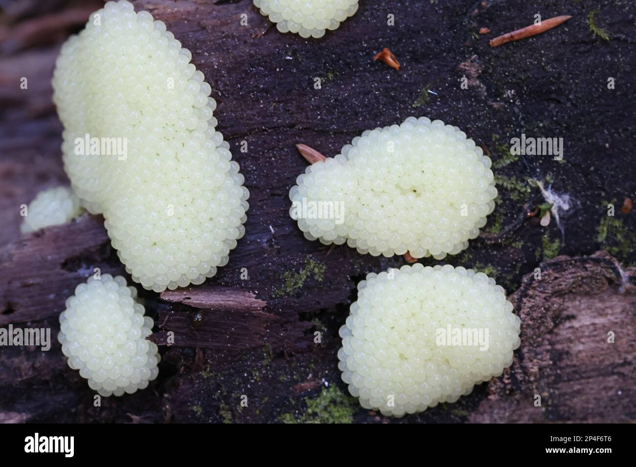 Tube slime mold, Stemonitis sp, immature specimen Stock Photo