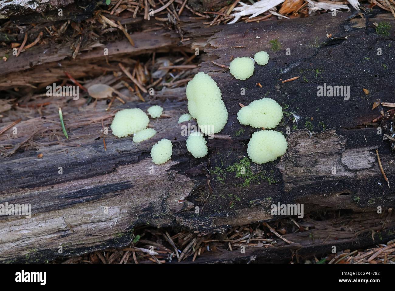 Tube slime mold, Stemonitis sp, immature specimen Stock Photo
