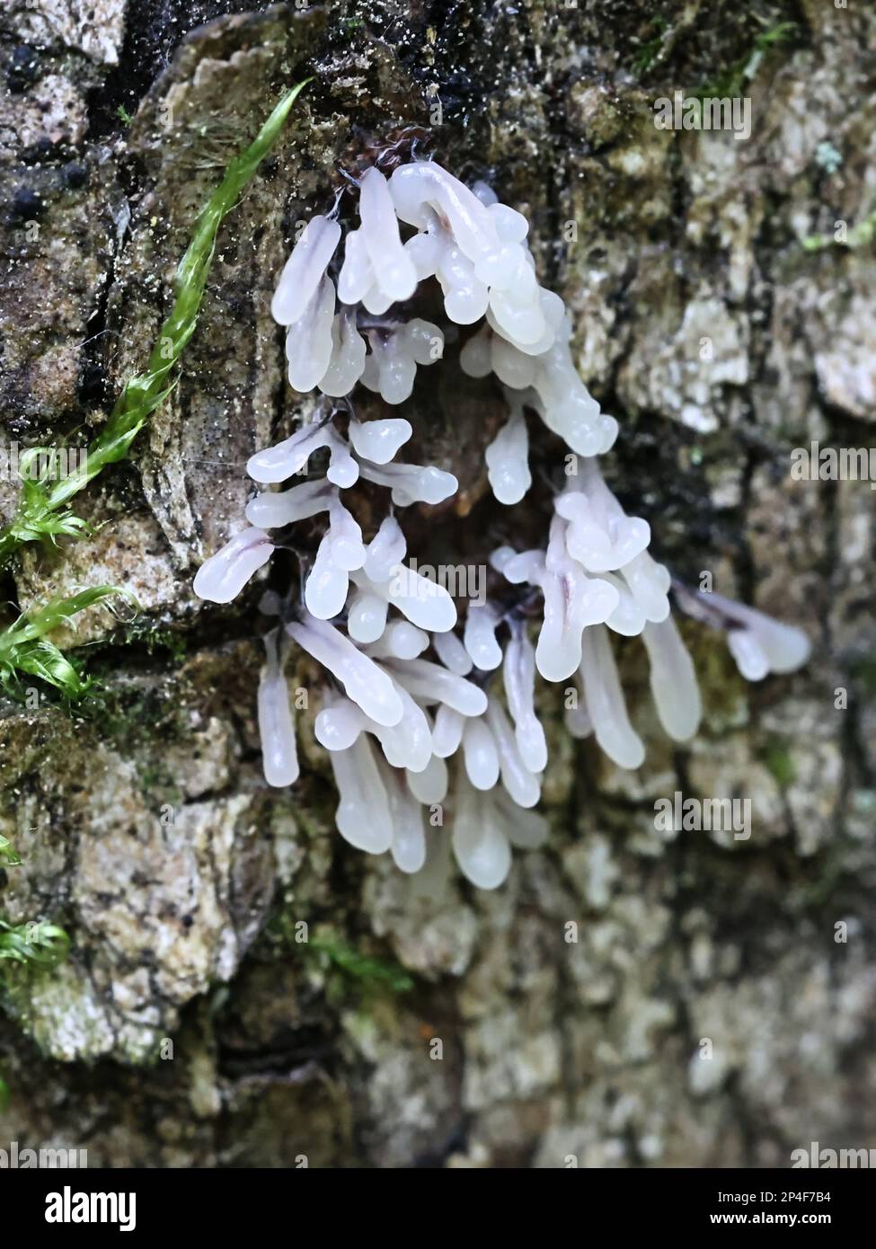 Stemonitopsis typhina, also called Comatricha typhoides, a slime mold from Finland, no common English name Stock Photo