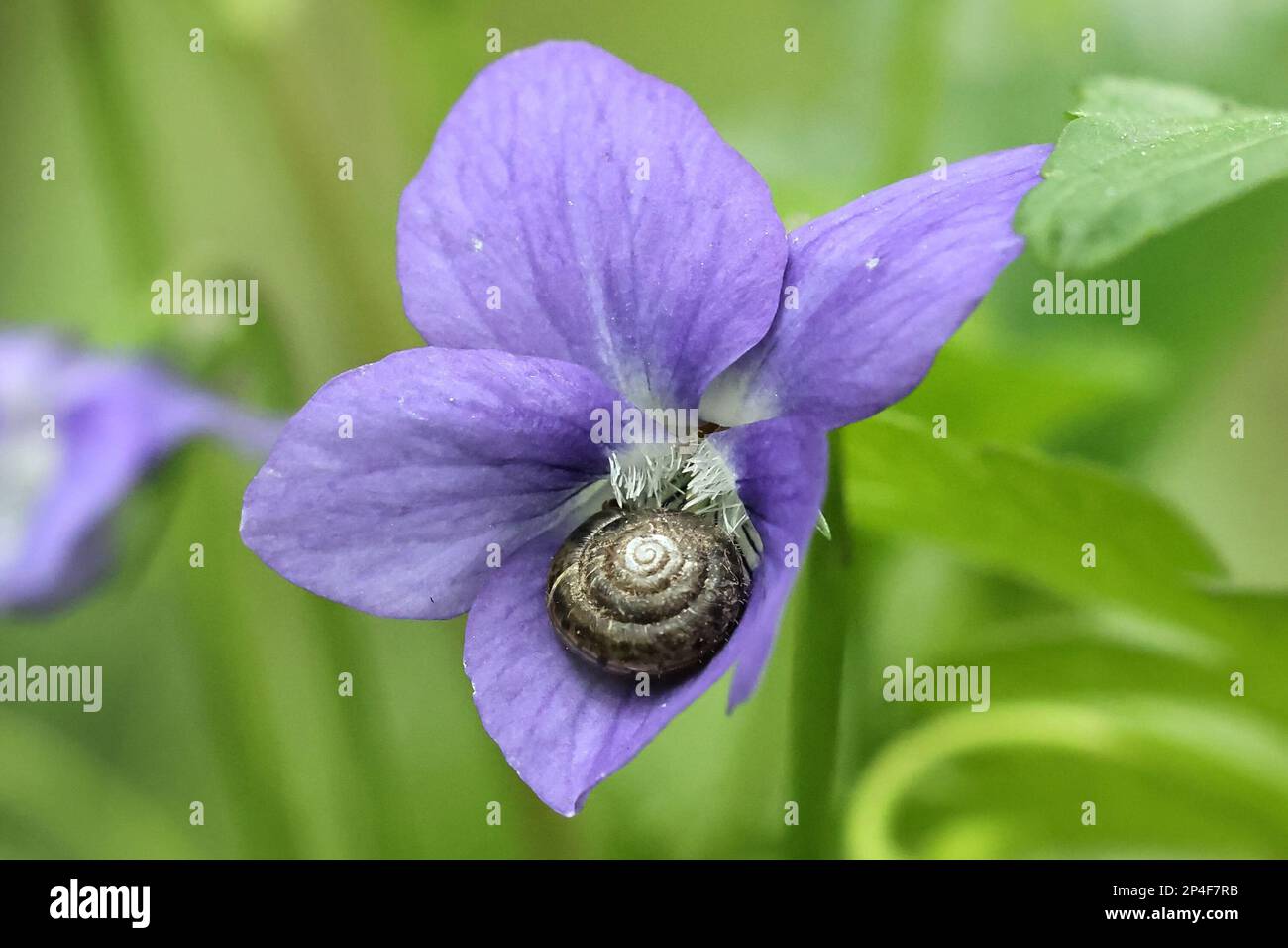 Trochulus hispidus, also called Trichia hispida, commonly known as hairy snail, feeding on heath violet Stock Photo
