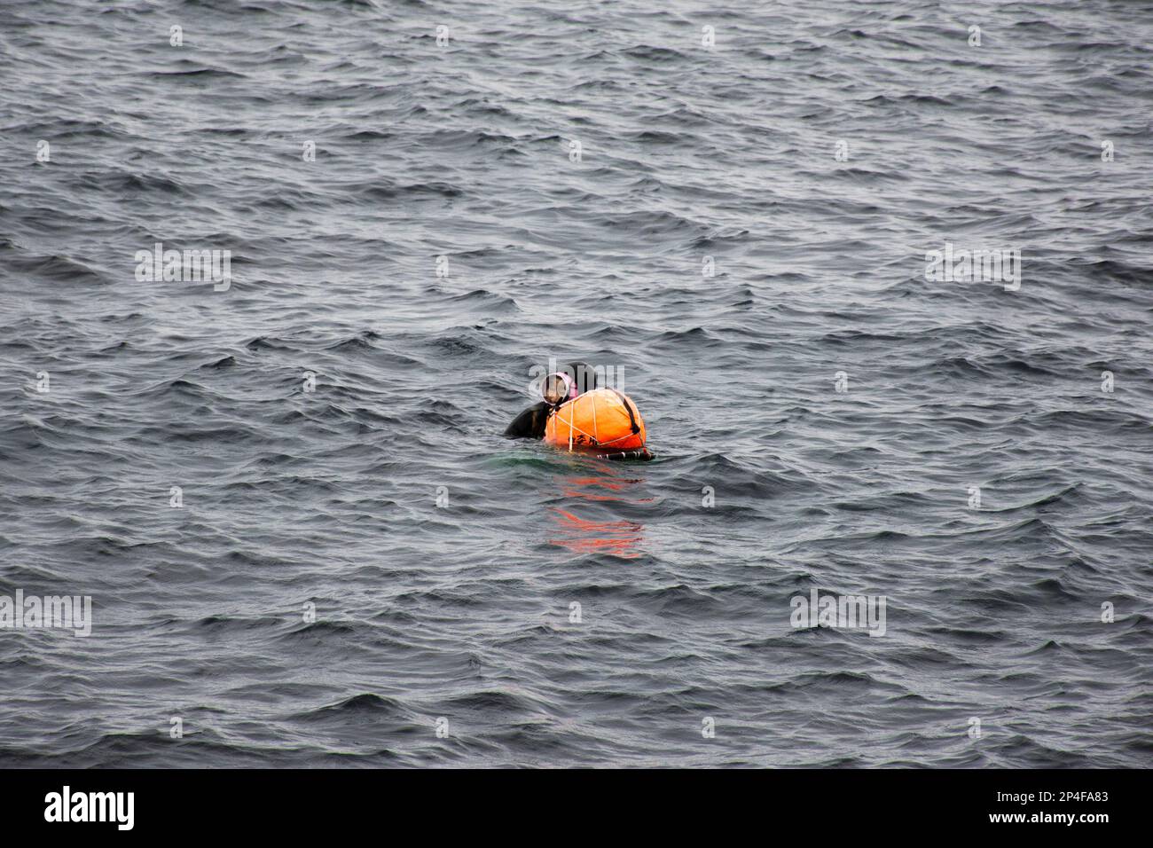 Haenyeo female divers or haenyo women diving scuba for keeping clam