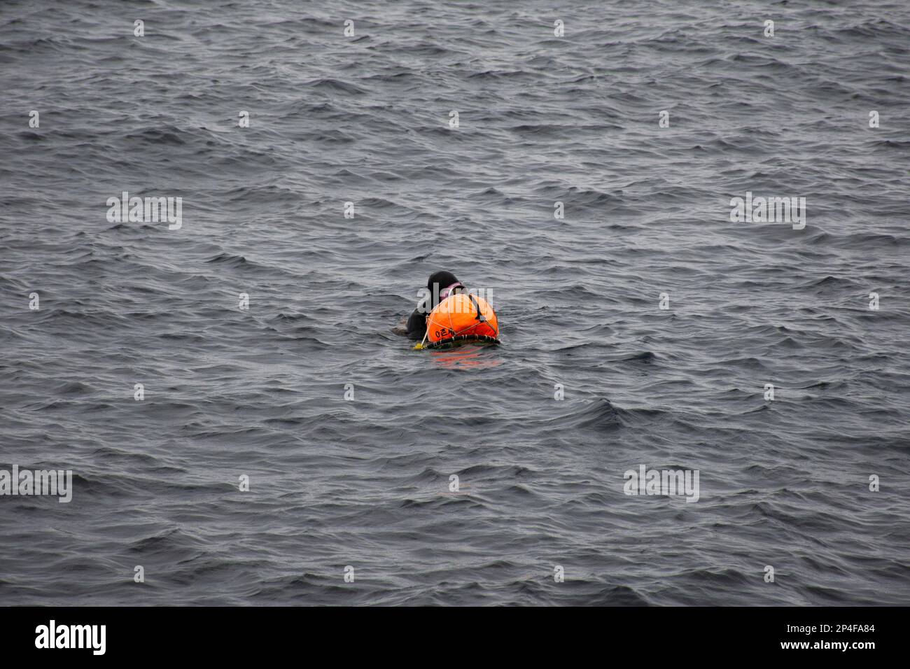 Haenyeo female divers or haenyo women diving scuba for keeping clam