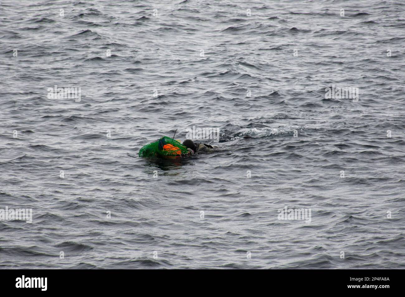 Haenyeo female divers or haenyo women diving scuba for keeping clam
