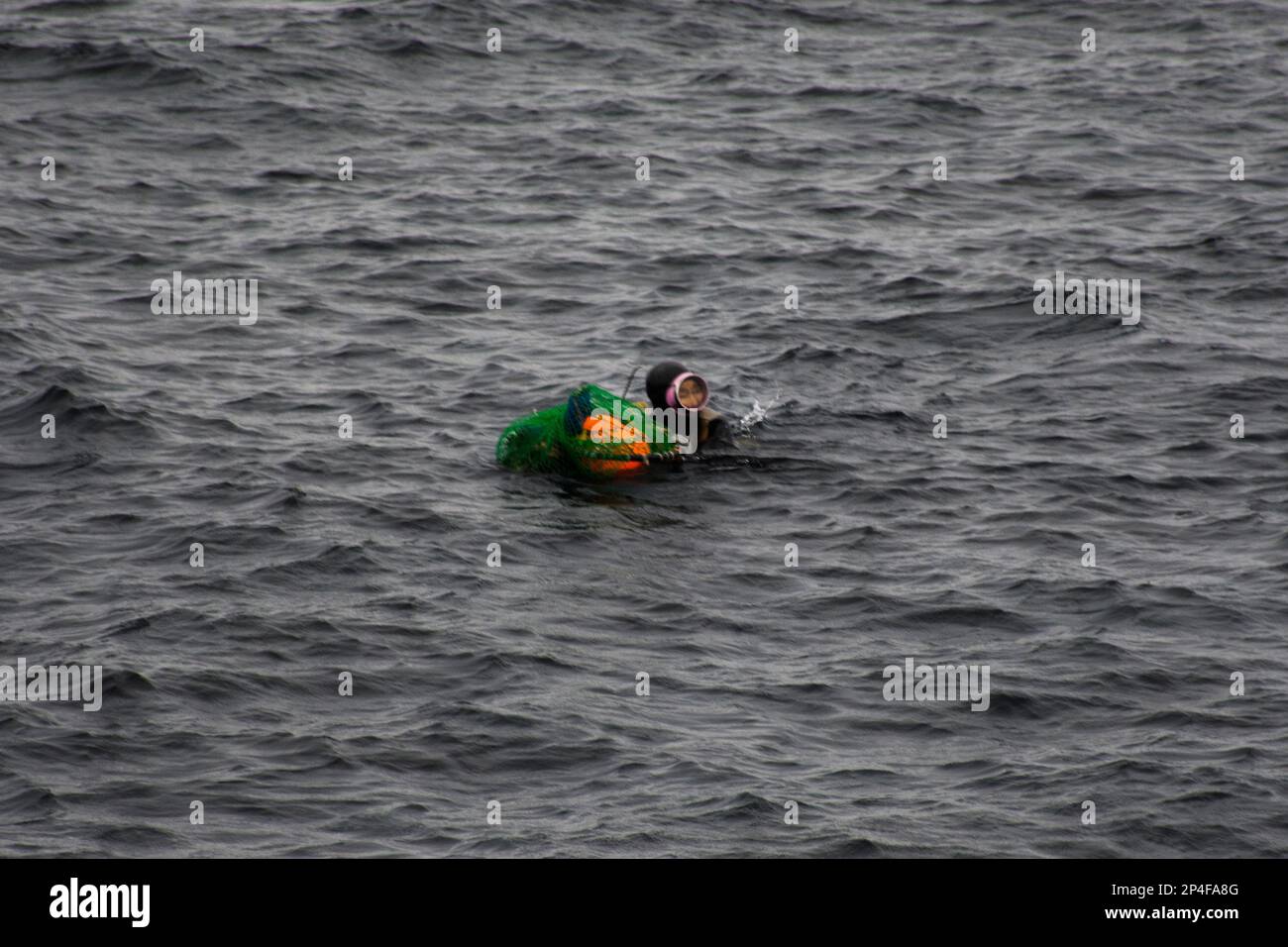Haenyeo female divers or haenyo women diving scuba for keeping clam