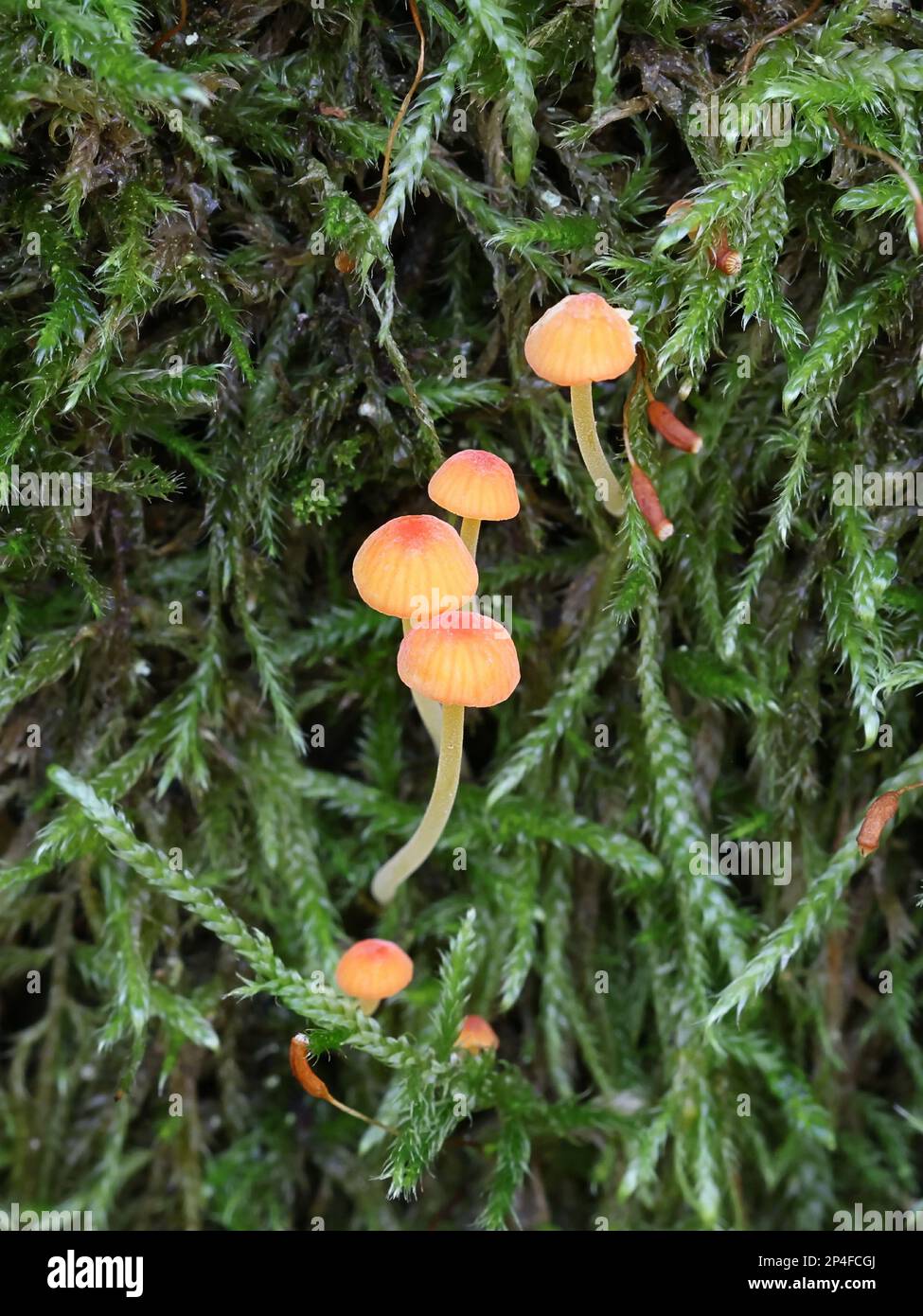 Mycena acicula, commonly known as the orange bonnet, or the coral spring Mycena, wild mushroom from Finland Stock Photo