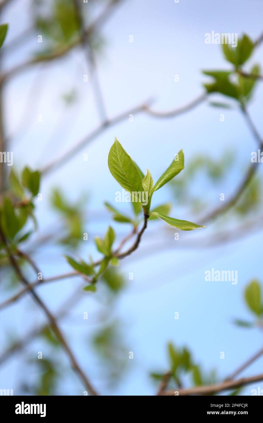 A May 10, 2014 photo shows newly planted trees in the Community Center