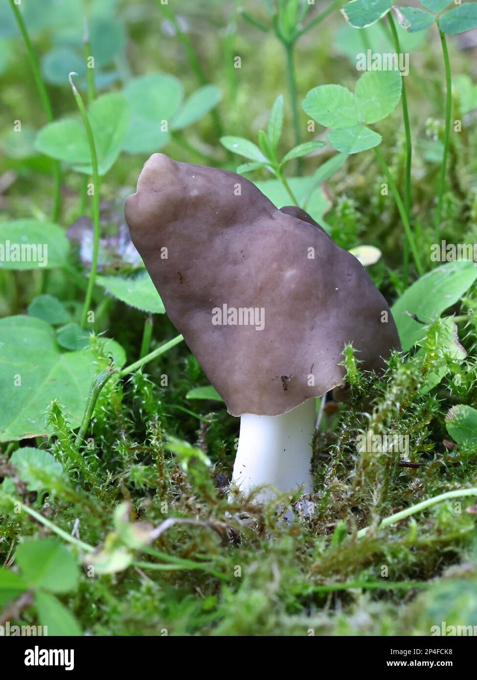 Helvella albella, a saddle fungus from Finland, no common English name Stock Photo