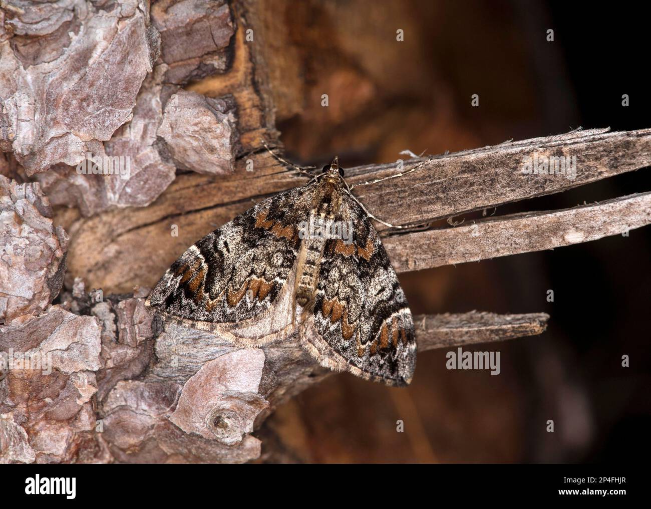 Common marbled carpet (Dysstroma truncata), Valais, Switzerland Stock