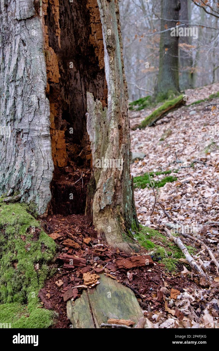 Rotten hollow tree Stock Photo Alamy