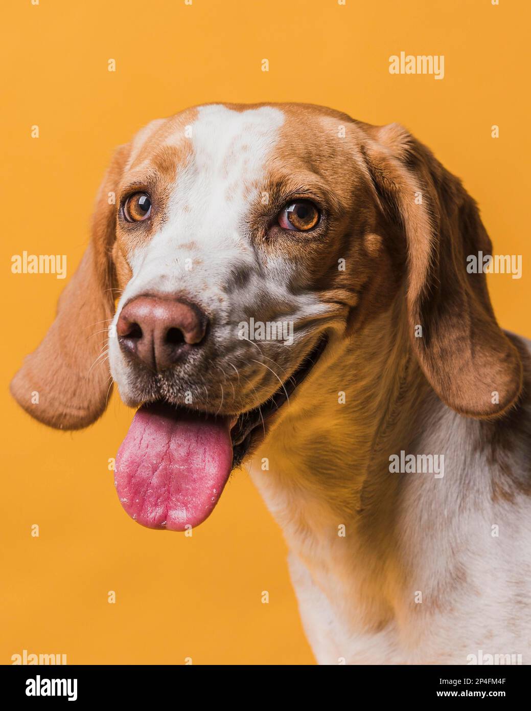 lovely dog sticking out his tongue. High resolution photo Stock Photo