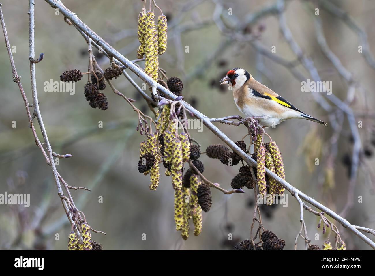 European goldfinch (Carduelis carduelis), standing on a branch of a black alder (Alnus glutinosa), Hesse, Germany Stock Photo