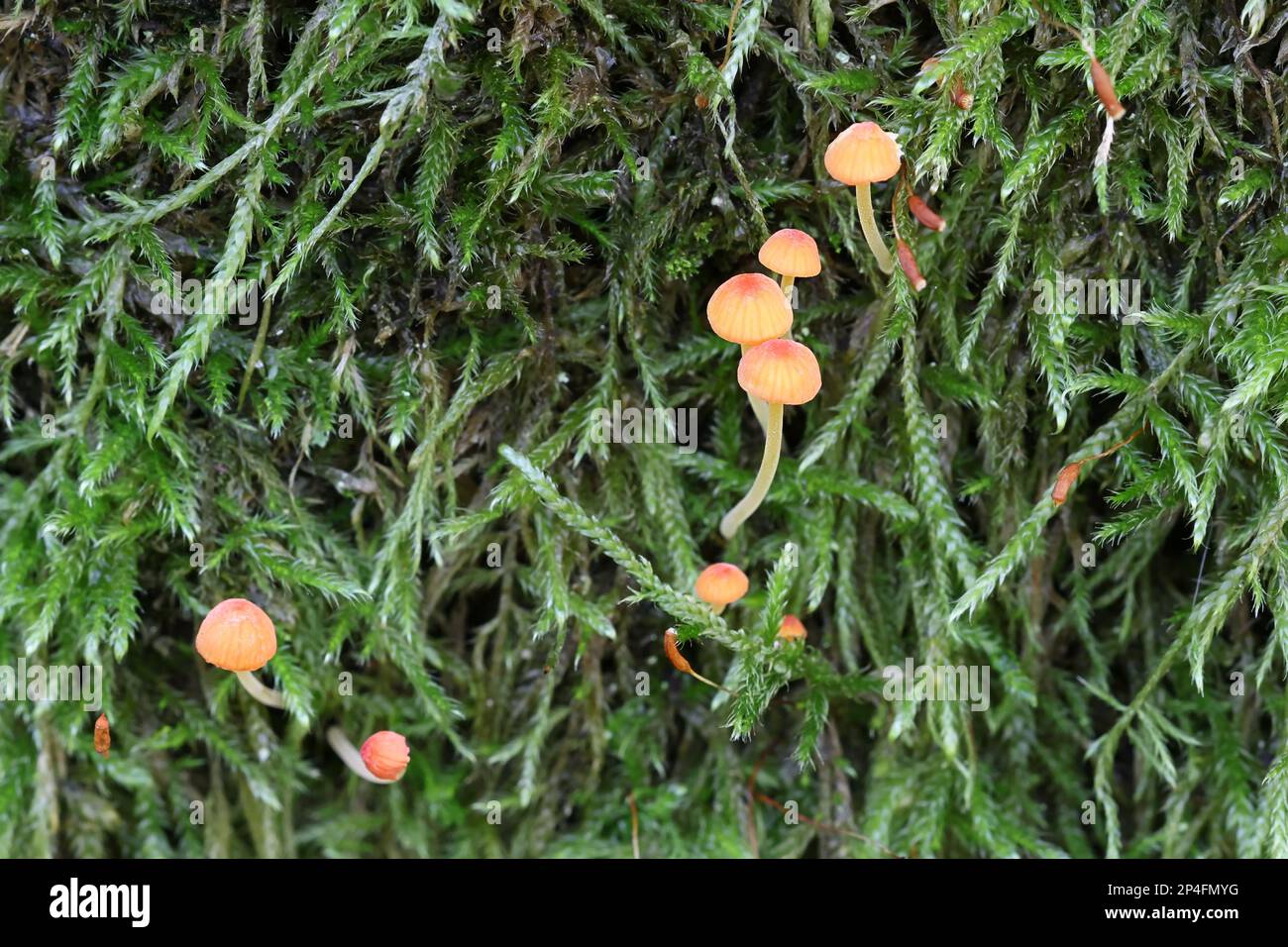 Mycena acicula, commonly known as the orange bonnet, or the coral spring Mycena, wild mushroom from Finland Stock Photo