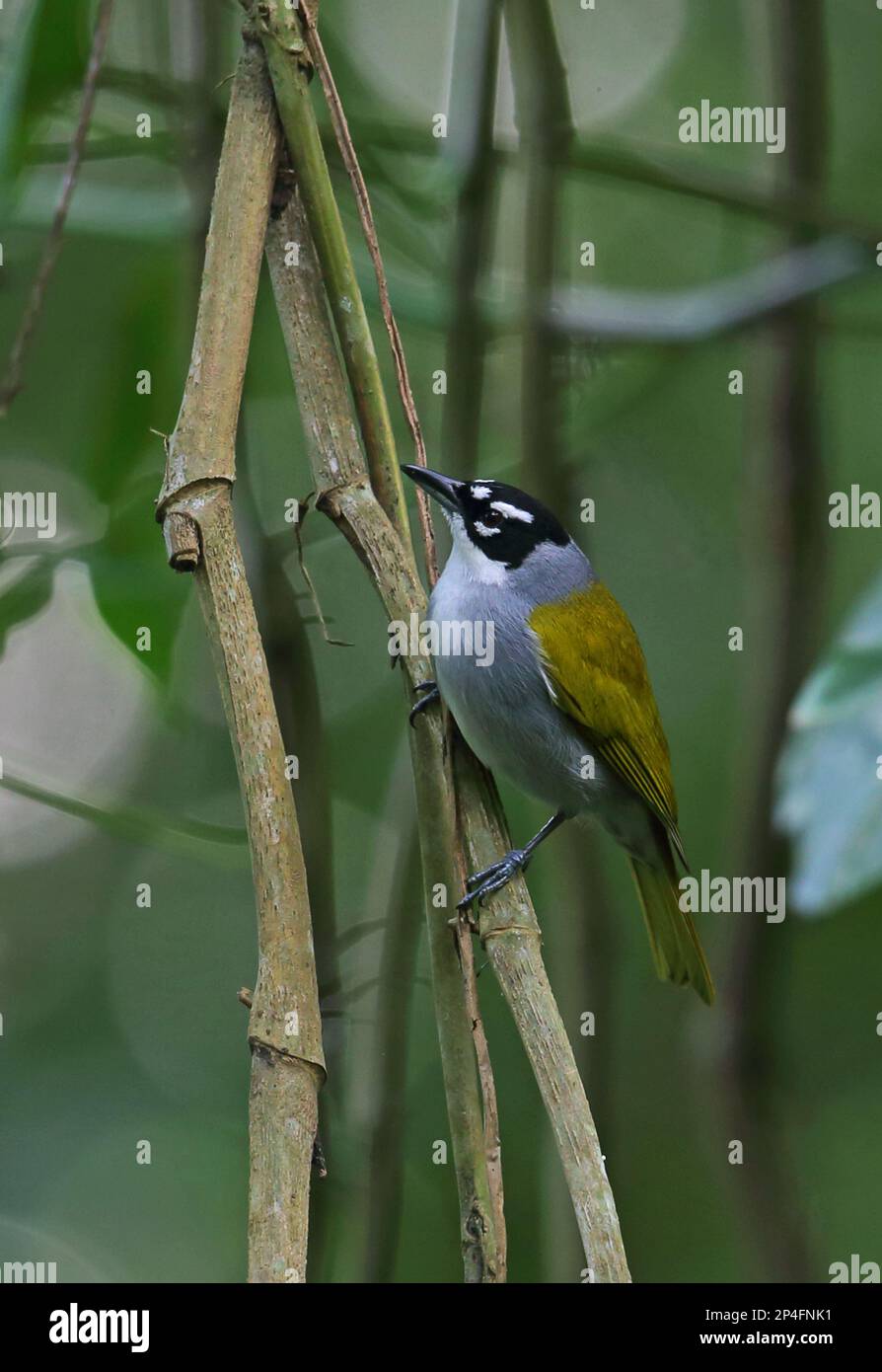 Black-crowned Palm-tanager, Black-crowned Palm-tanager, Tanagers, Songbirds, Animals, Birds, Black-crowned Palm-tanager (Phaenicophilus palmarum) Stock Photo