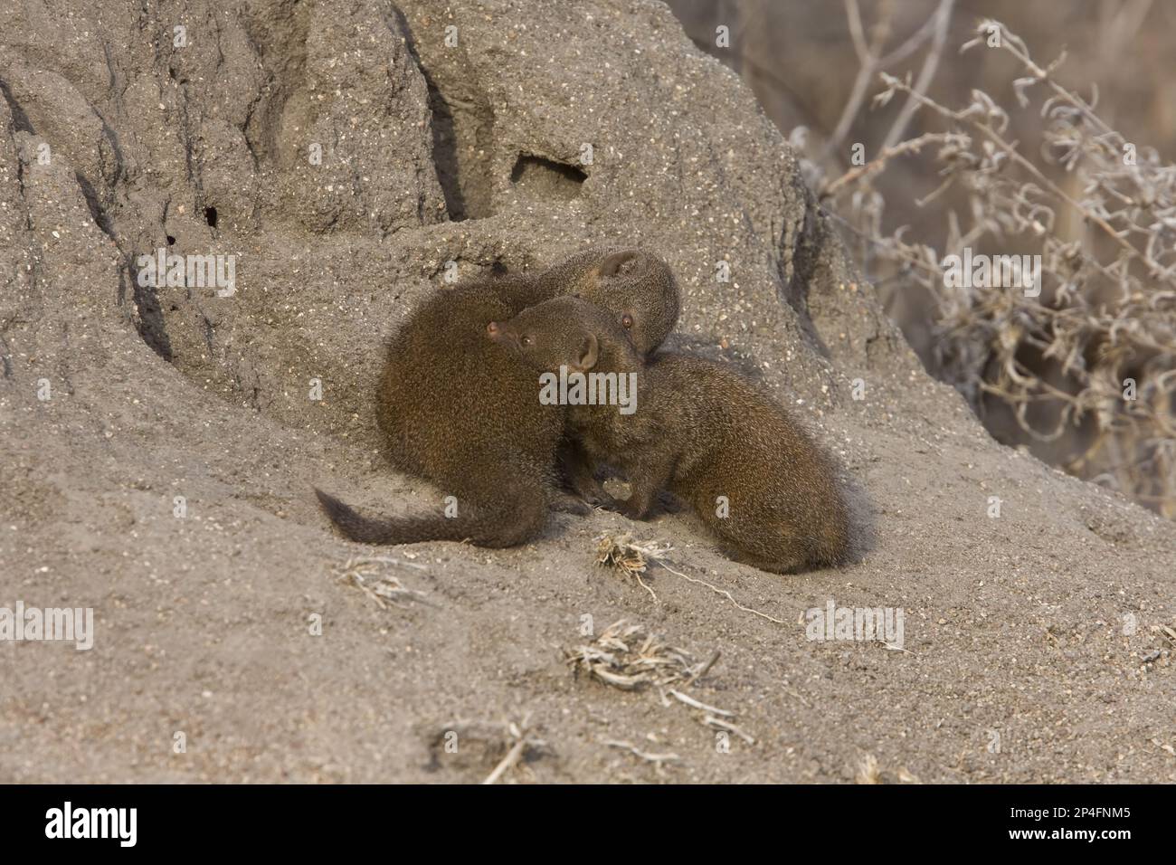 Southern Dwarf Mongoose, Southern Dwarf Mongoose, Dwarf Mongoose, Dwarf