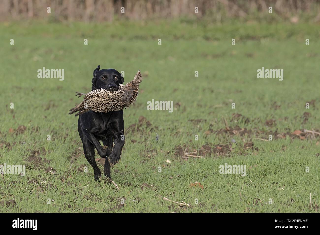 Labrador retriever, pedigree dogs, retrieving dogs, domestic dogs, pets, pets, hunting dogs, mammals, animals, Labrador dog retrieving female Stock Photo