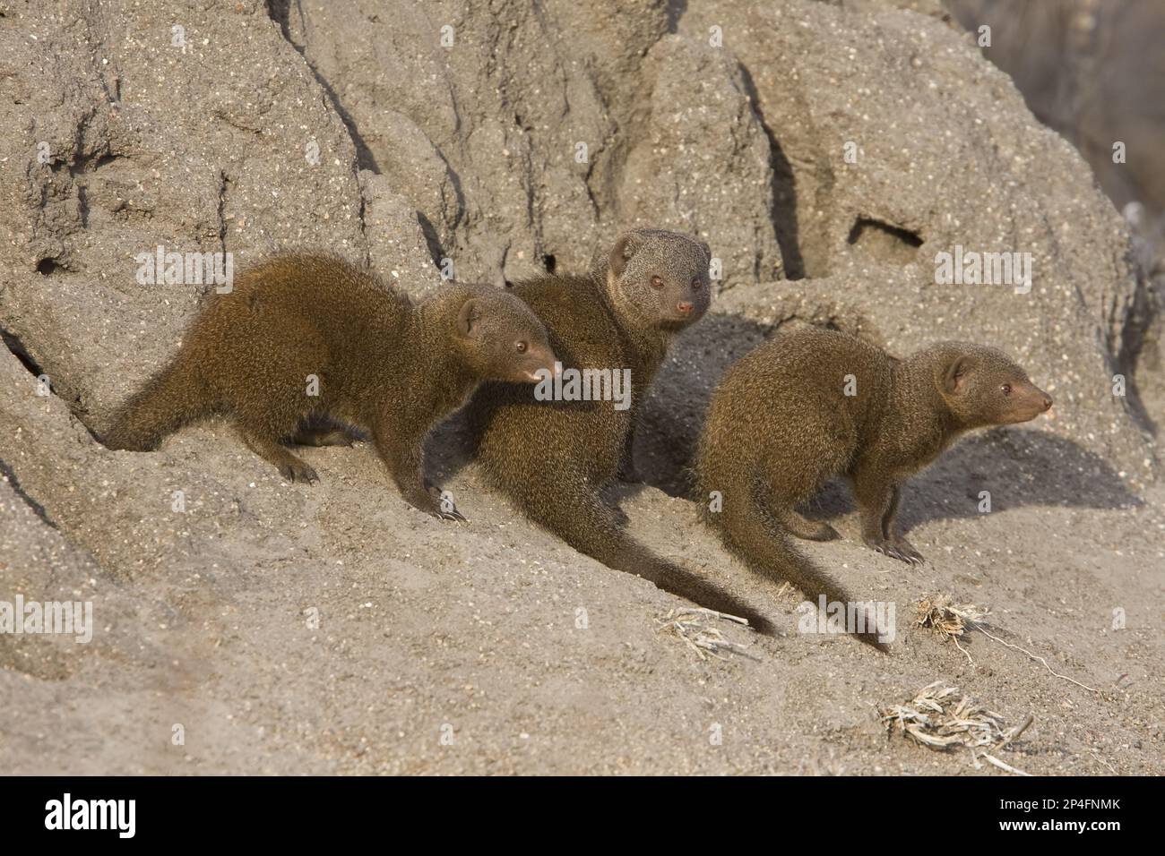Southern Dwarf Mongoose, Southern Dwarf Mongoose, Dwarf Mongoose, Dwarf