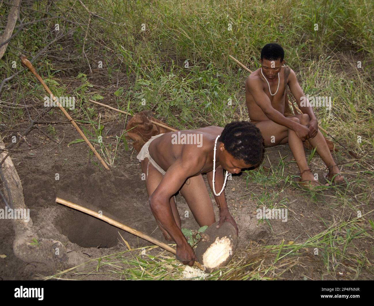 The Bushmen are the oldest inhabitants of southern Africa, here a Bushman scrapes the tuber of a bean root bush, which has a high water content Stock Photo