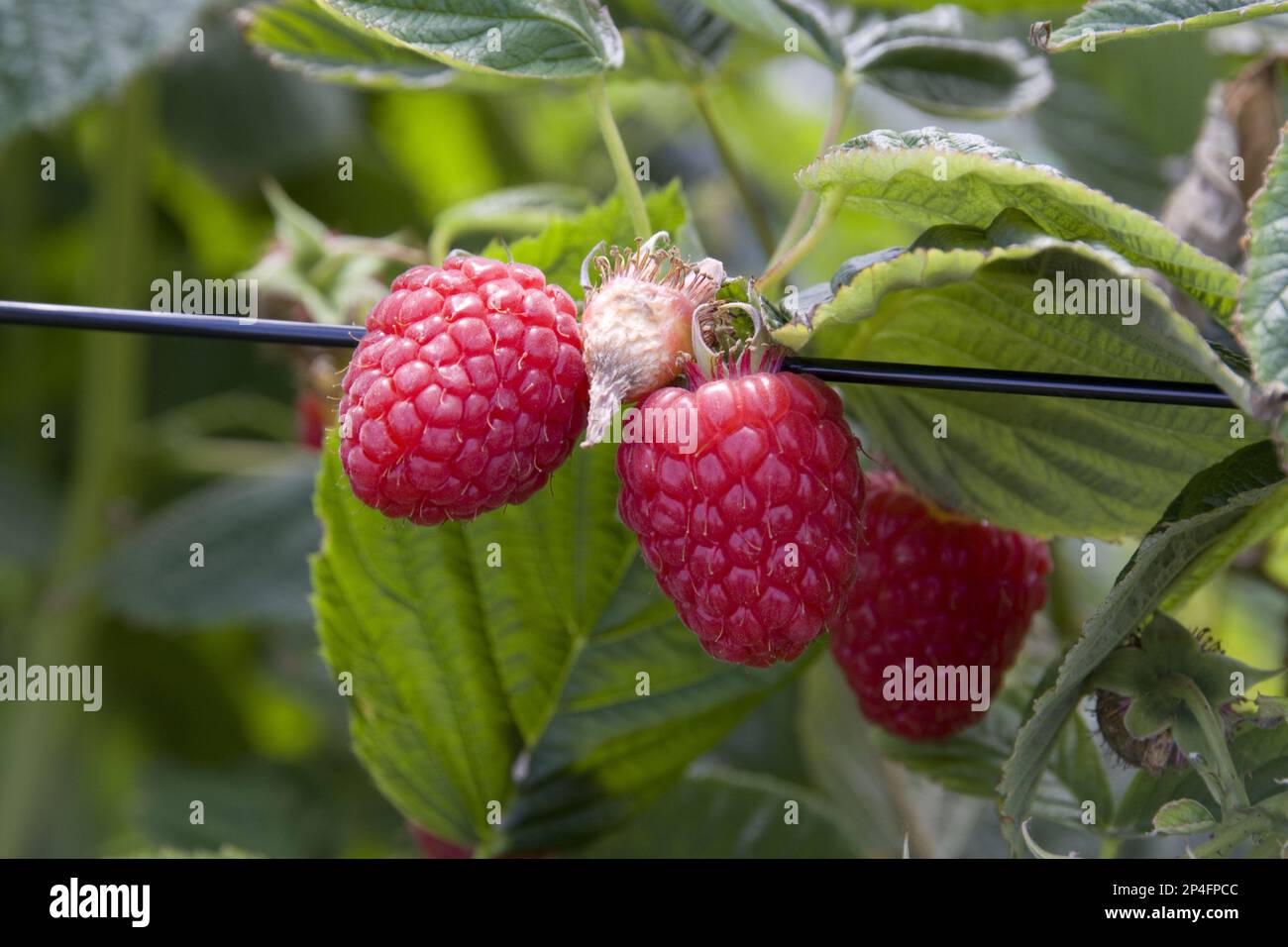 Raspberry plants with fruit note the net plant support Stock Photo Alamy