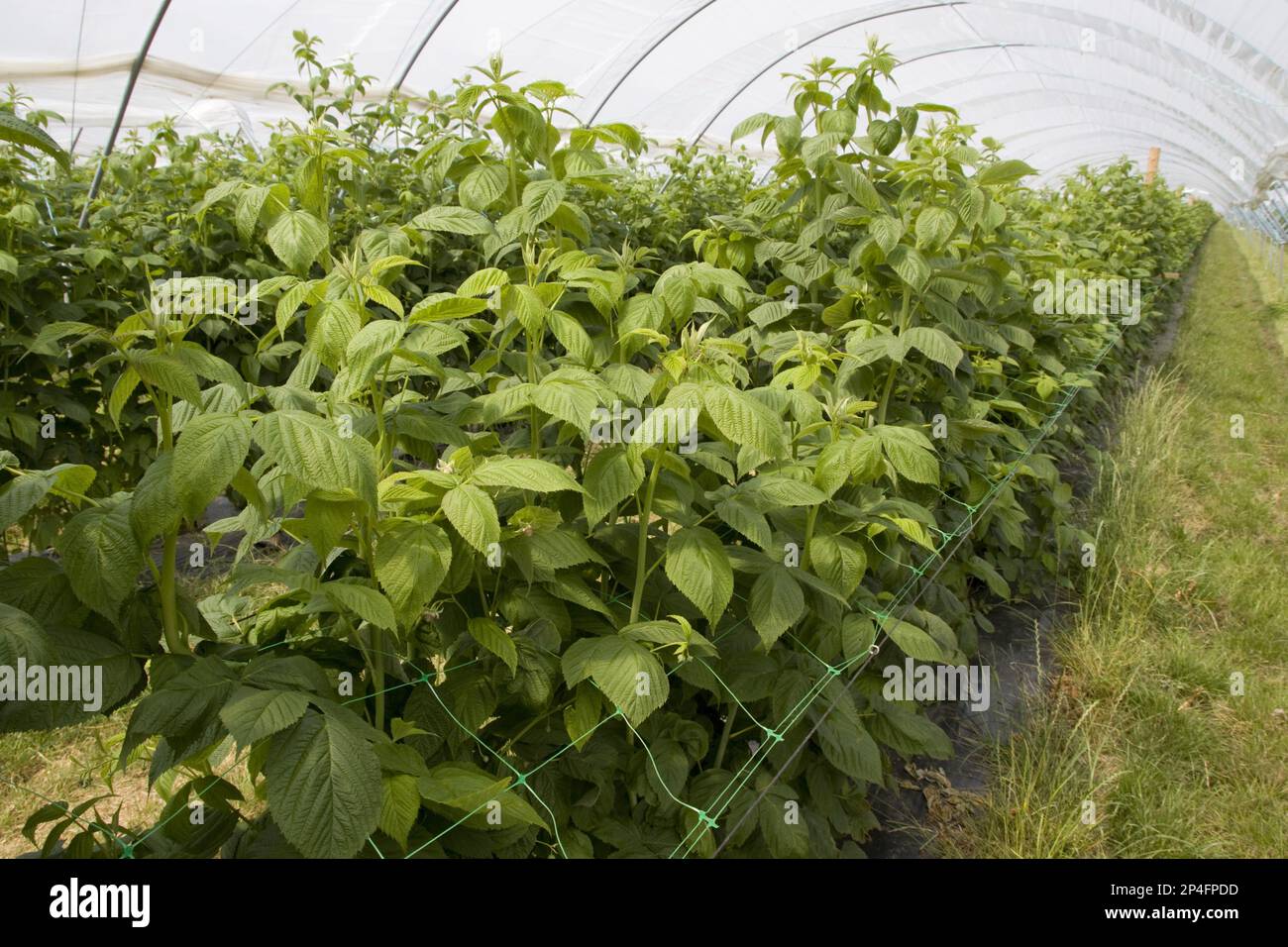 Raspberry canes grow through support grids in the Pollytunnel Stock Photo