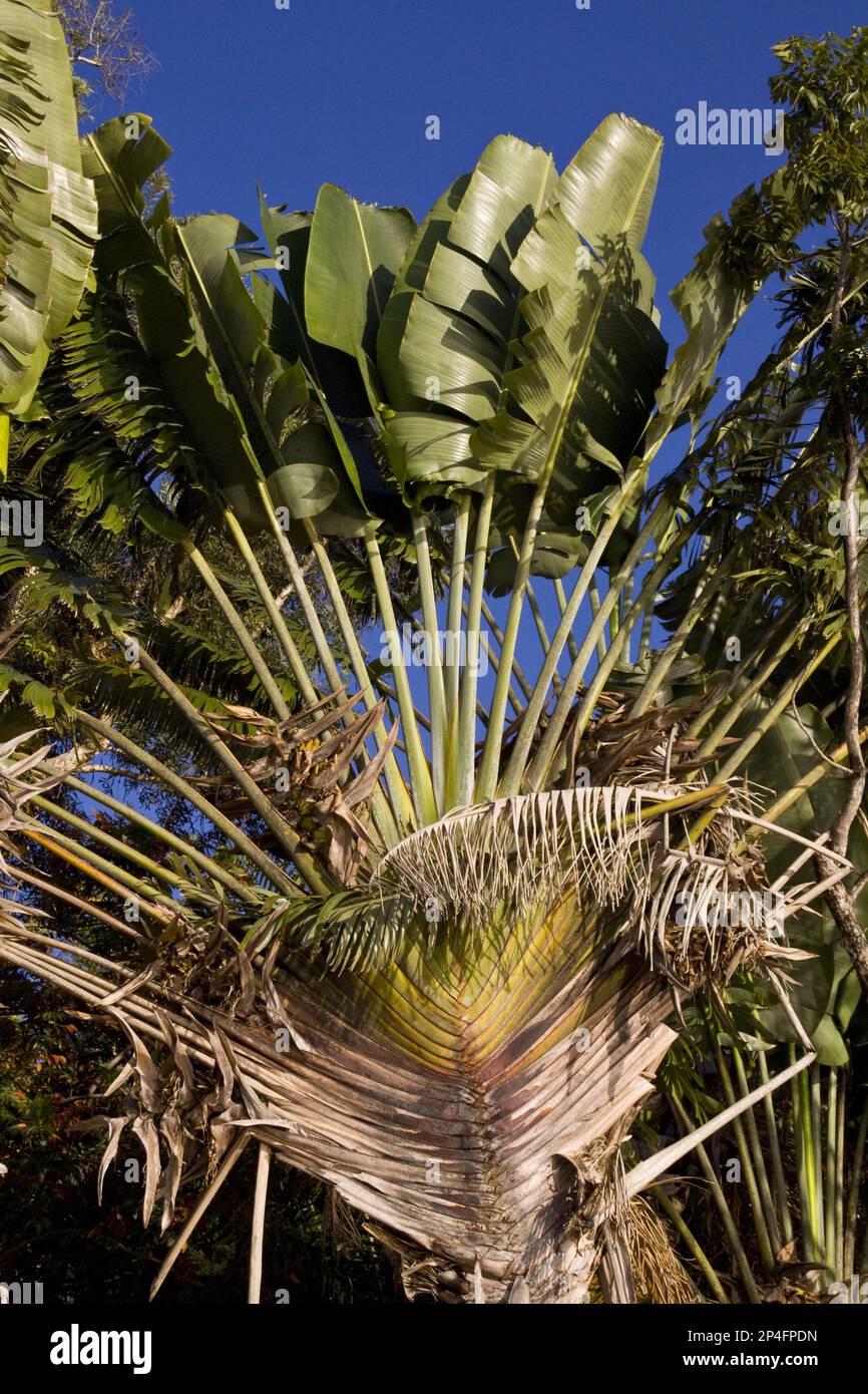 Traveller's palm (Ravenala madagascariensis), commonly known as Travellers Tree or Travellers Palm, is a banana-like plant species from Madagascar Stock Photo