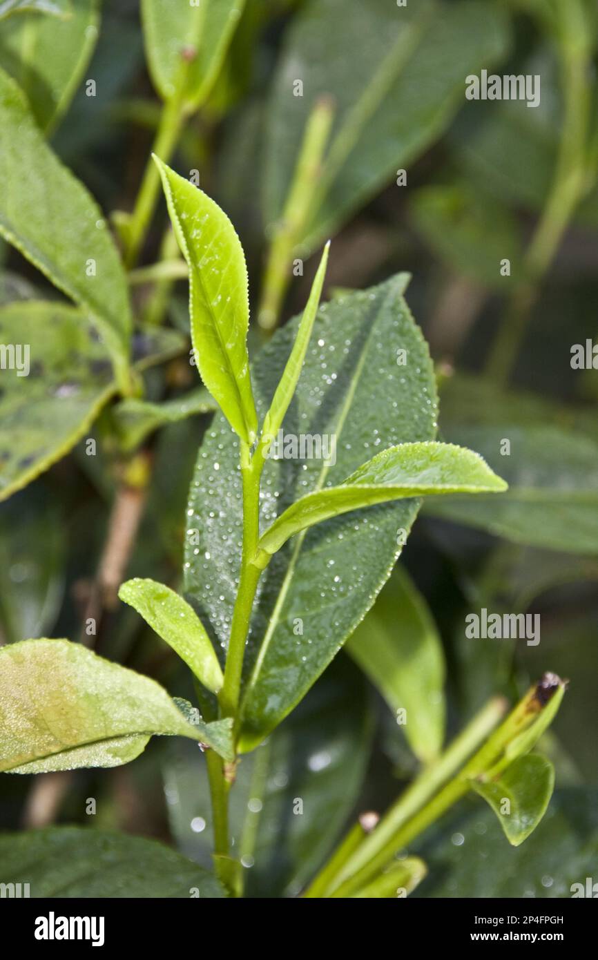 The leaf tip of the tea plant is known as the silver tip Stock Photo