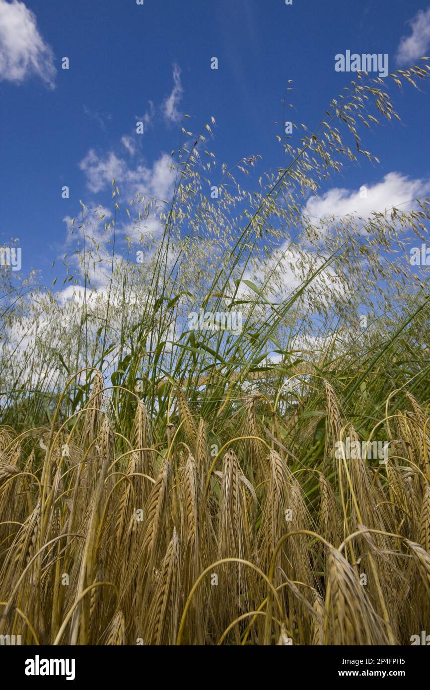 Fly oats, wind oats, fly oats (Avena fatua), sweet grasses, wild oats panicles in barley crop in ear Stock Photo