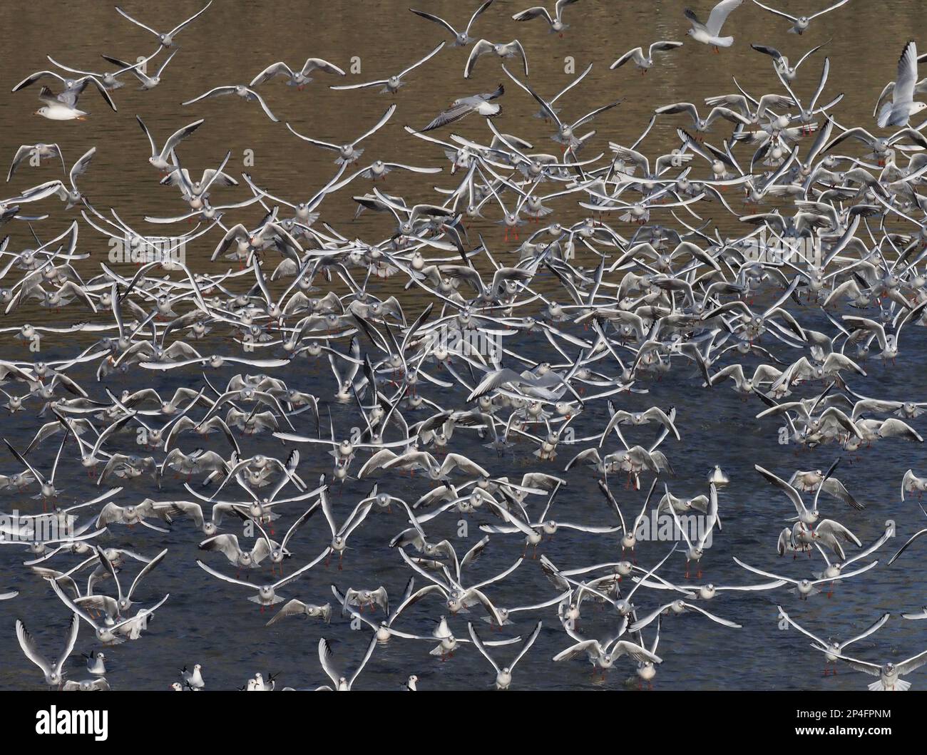 Black-headed gulls Stock Photo