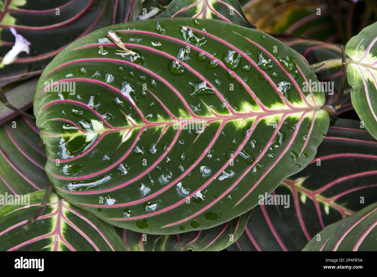 Maranta leuconeura erythroneura or prayer plant Stock Photo