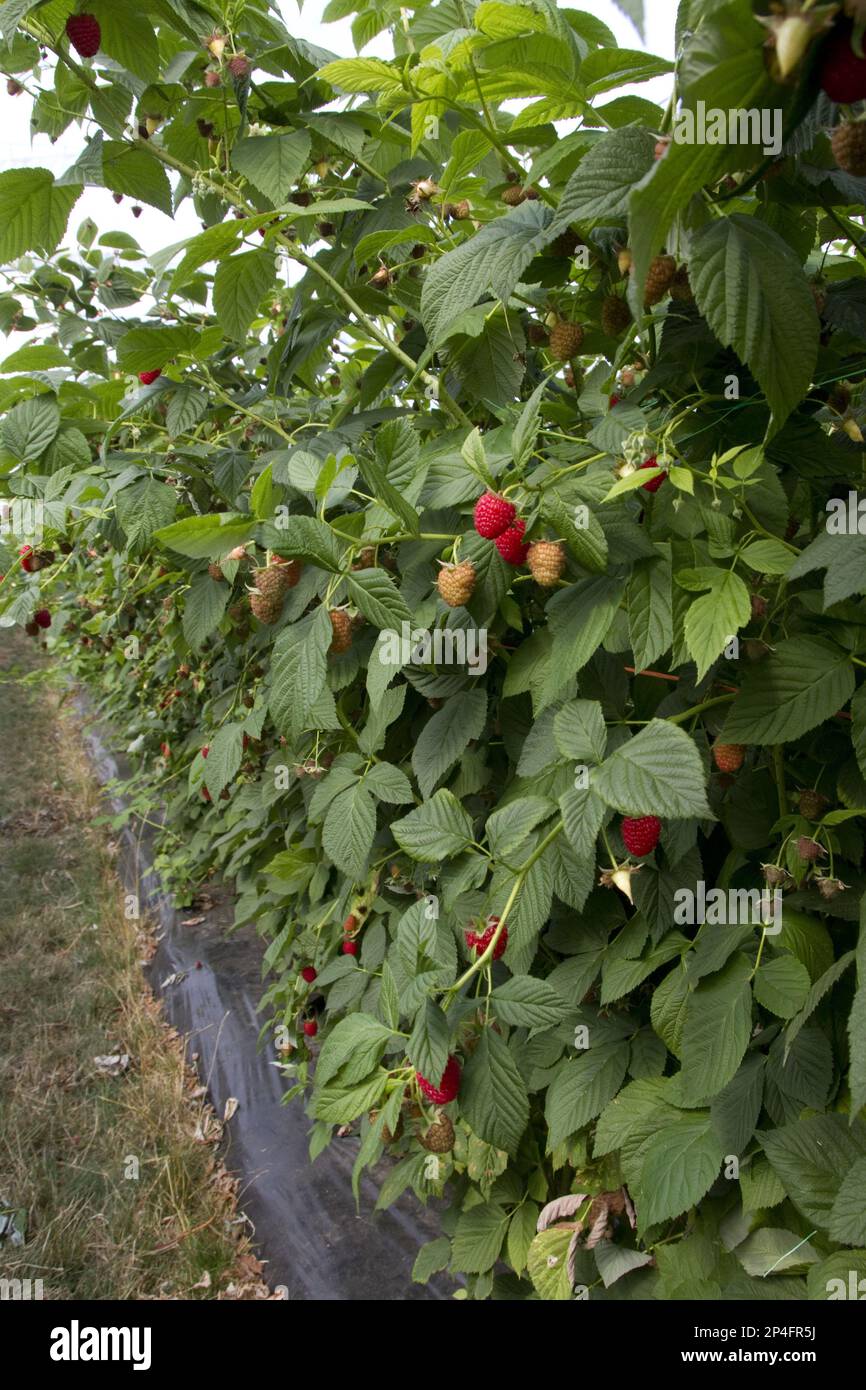 Raspberry plant named Driscoll Cardinal. The new variety differs from