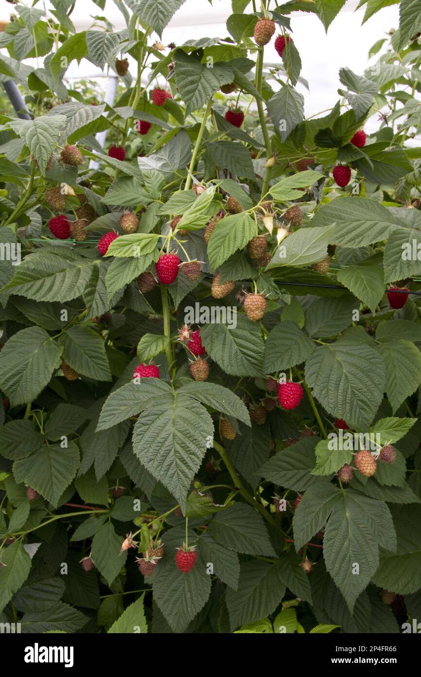 Raspberry plant called Driscoll Cardinal. The new variety differs from