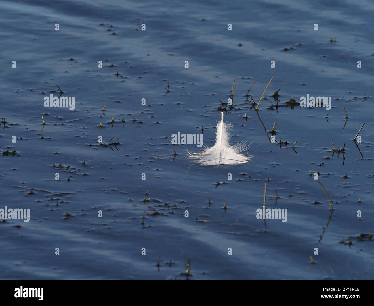 White feather Stock Photo