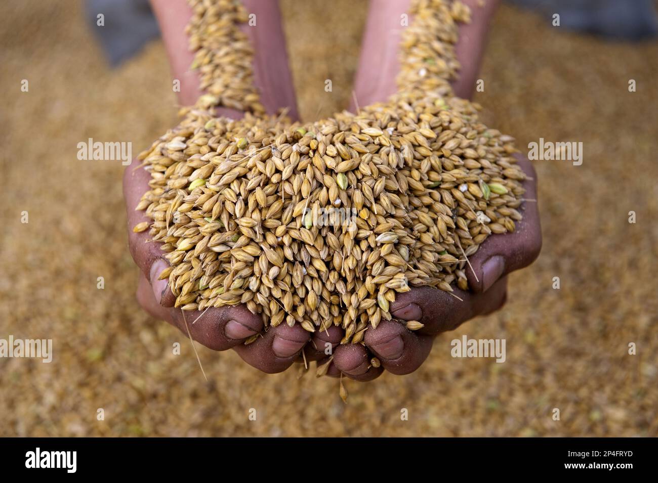 Barley (Hordeum vulgare), farmer with a handful of harvested seeds, England, United Kingdom Stock Photo
