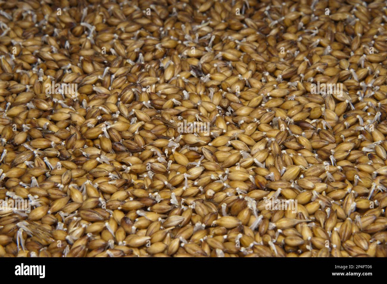 Barley (Hordeum vulgare) hydroponic growing system crop, solution of water and nutrients flowing over seeds, Herefordshire, England, United Kingdom Stock Photo