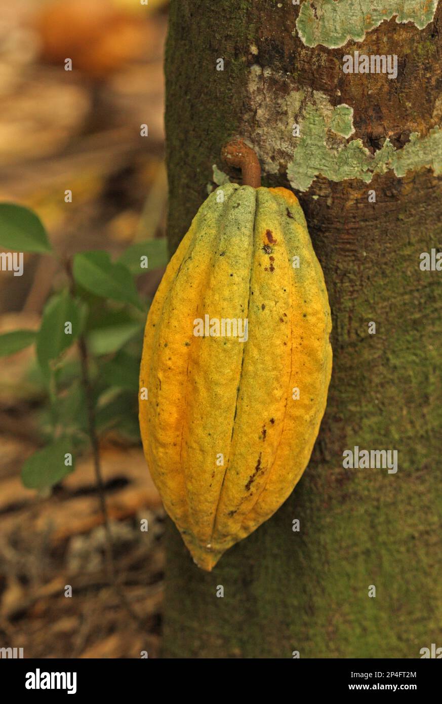 Cocoa harvest, closeup of pod growing on cocoa tree (Theobroma cacao
